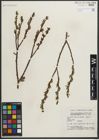 Foto von Salix myrtillifolia Anderson